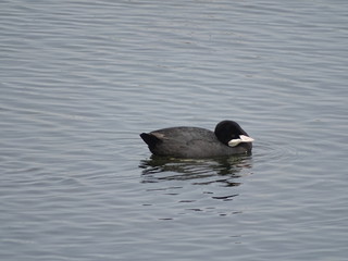 focha comun, Fulica atra en laguna dulce de campillos malaga