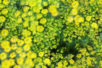 Green dill bushes blurred background closeup top view, yellow fennel seeds grow on garden bed, abstract natural floral texture macro, agricultural blooming field, beautiful sunny summer season meadow 