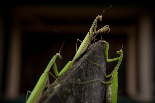 Three mantises on the fence.