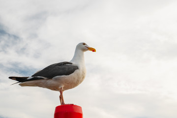 Obraz premium Portrait of Seagull Close Up Against Dramatic Cloudy Sky