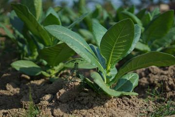 Small Tobacco Sprout and Growth Healthy in Field, Fresh