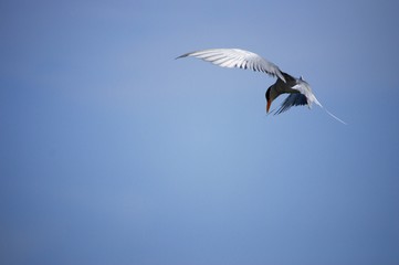 River tern diving