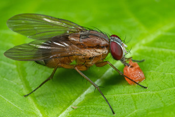 Macro Photo of Housefly is Sucking Fruit on Green Leaf