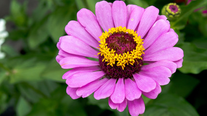 Fototapeta premium flower