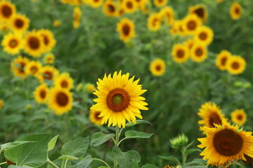 Obraz premium ひまわり