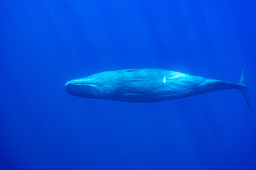 Naklejka na ściany i meble Physeter macrocephalus Sperm whale マッコウクジラ