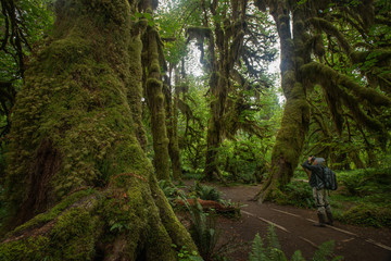 Rain Forest at Hall of Mosses at Olympic National Park Washington