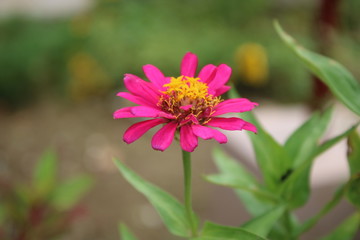 Obraz premium pink flower in garden