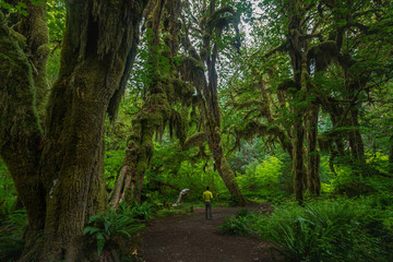 Fototapeta na wymiar Rain Forest at Hall of Mosses at Olympic National Park Washington