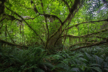 Obraz premium Rain Forest at Hall of Mosses at Olympic National Park Washington