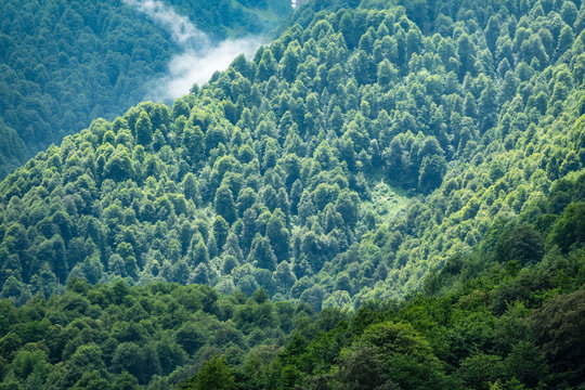 Thick green forest on a hillside in the morning fog. © Dmitrii Potashkin