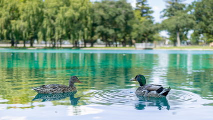 Two ducks in a lake