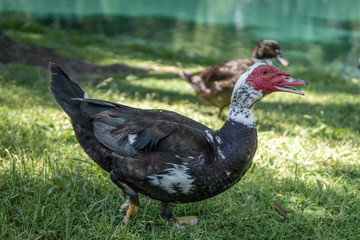 Red faced duck near a lake