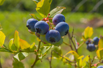 Blueberries in a sunny summer garden