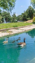 Family of ducks with a goose