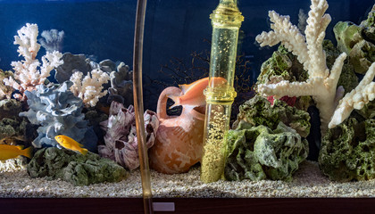 Cleaning of gravel in a freshwater aquarium