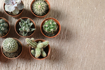 Flat lay composition with different succulent plants in pots on table, space for text. Home decor