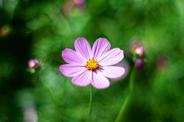 Bright flower in the summer garden on the background of beautiful bokeh