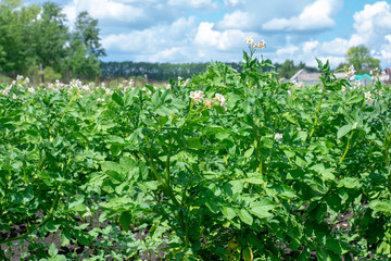 Fototapeta na wymiar Potato plantations are growing in the field. Landscape with farmland