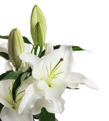 Beautiful lilies on white background. Funeral flowers