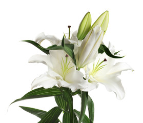 Obraz premium Beautiful lilies on white background. Funeral flowers