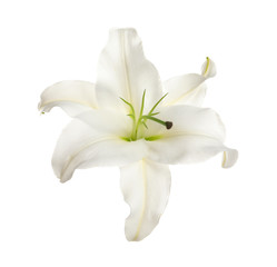 Fototapeta na wymiar Beautiful lily on white background. Funeral flower