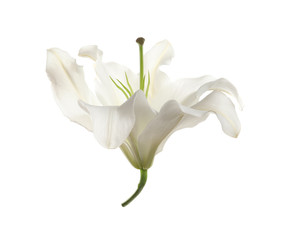 Obraz premium Beautiful lily on white background. Funeral flower