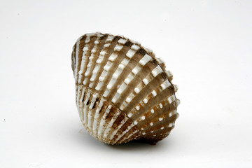 Thai Seafood. Hoy Kraen - Studio