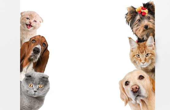 Various Cats And Dogs As Frame Isolated On White