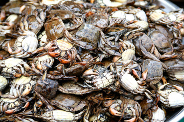 Thai Seafood. Crab - Samut Songkhram