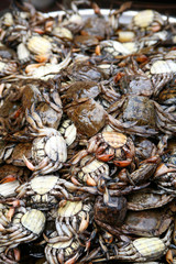 Thai Seafood. Crab - Samut Songkhram