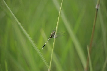 dragonfly is unique these insects rarely stay away from water, where they lay eggs and spend pre-adulthood