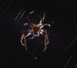 the spider hunts at night on the web, the predator weaves a network for hunting, atmospheric background for Halloween, a macro photograph of a arthropod creature