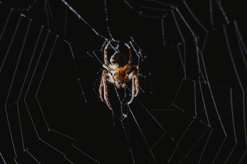the spider hunts at night on the web, the predator weaves a network for hunting, atmospheric background for Halloween, a macro photograph of a arthropod creature