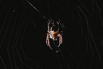 the spider hunts at night on the web, the predator weaves a network for hunting, atmospheric background for Halloween, a macro photograph of a arthropod creature