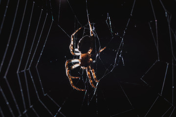the spider hunts at night on the web, the predator weaves a network for hunting, atmospheric background for Halloween, a macro photograph of a arthropod creature