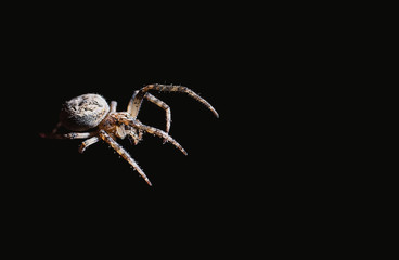 the spider hunts at night on the web, the predator weaves a network for hunting, atmospheric...