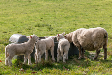Sheep at One Tree Hill in Auckland, New Zealand