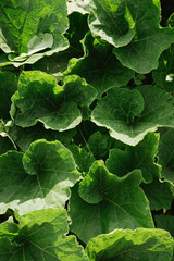 green leaves of blooming zucchini. squash texture. garden
