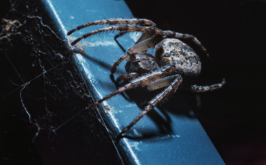 the spider hunts at night on the web, the predator weaves a network for hunting, atmospheric...