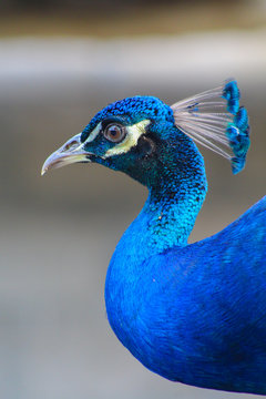 Close-up of a blue and colorful peacock