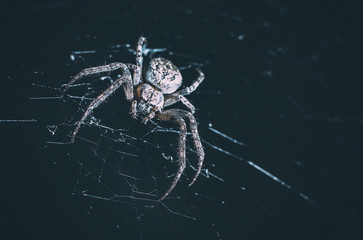 the spider hunts at night on the web, the predator weaves a network for hunting, atmospheric background for Halloween, a macro photograph of a arthropod creature