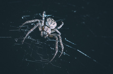 the spider hunts at night on the web, the predator weaves a network for hunting, atmospheric...