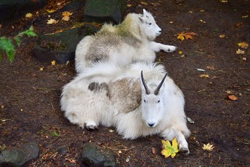 Mountain Goats resting 1