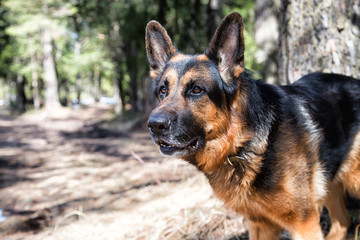 Dog German Shepherd in the forest in an early spring