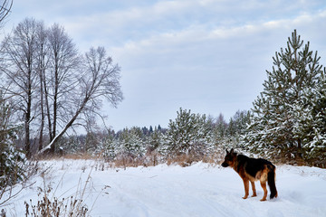 Winter landscape with snowy road with a dog, trees and blue sky with white clouds