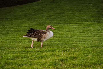 Greylage goose foraging for food in the grass in a green meadow.
