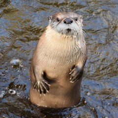 North American River Otter standing 3
