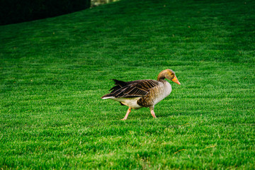Greylage goose foraging for food in the grass in a green meadow.