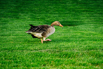 Greylage goose foraging for food in the grass in a green meadow.